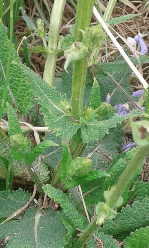 Lamiacea da ID